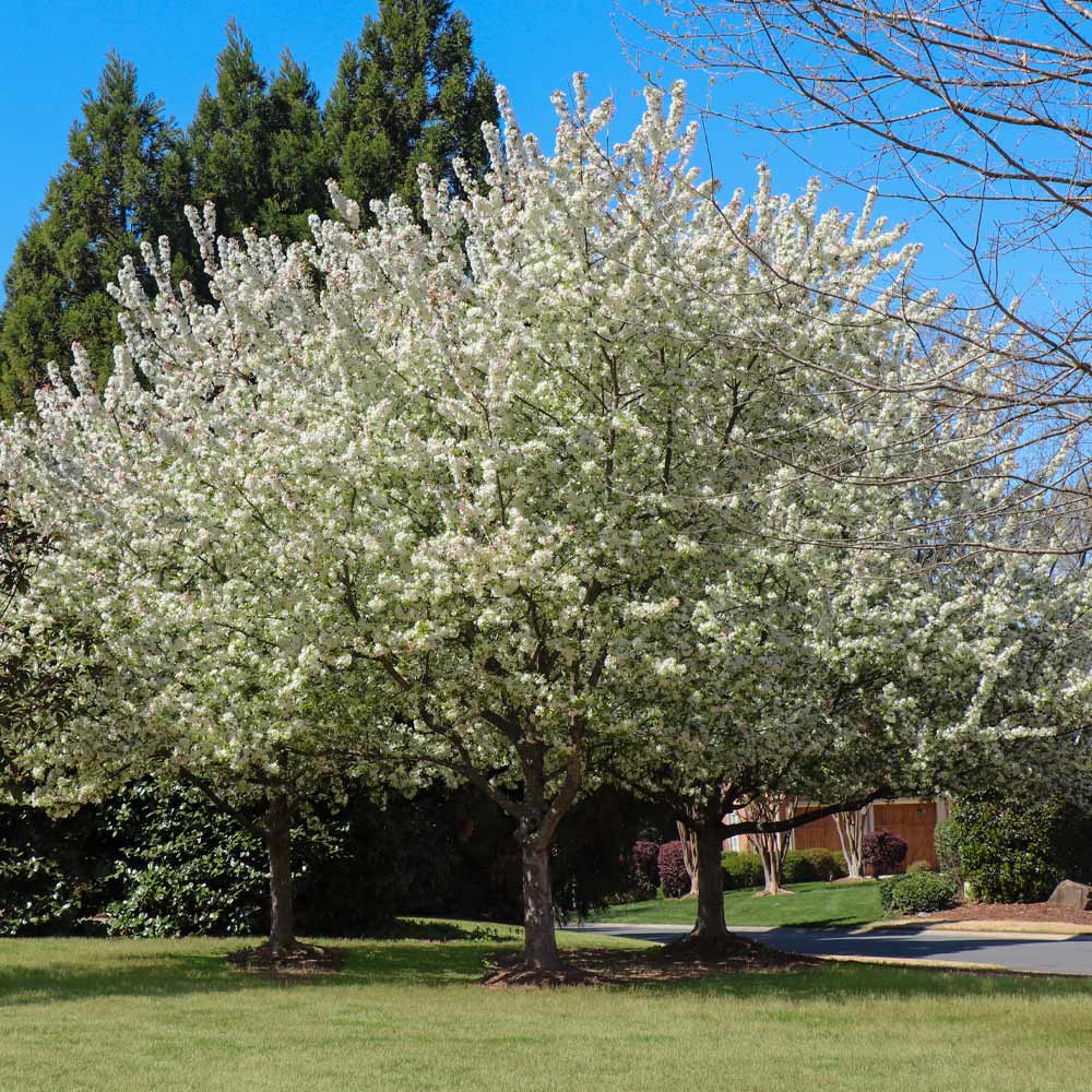 Spring Snow Flowering Crabapple Tree 2 Spring Snow Flowering Crabapple Tree