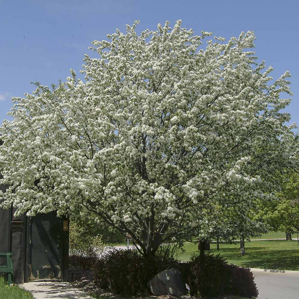 Spring Snow Flowering Crabapple Tree 3 Spring Snow Flowering Crabapple Tree