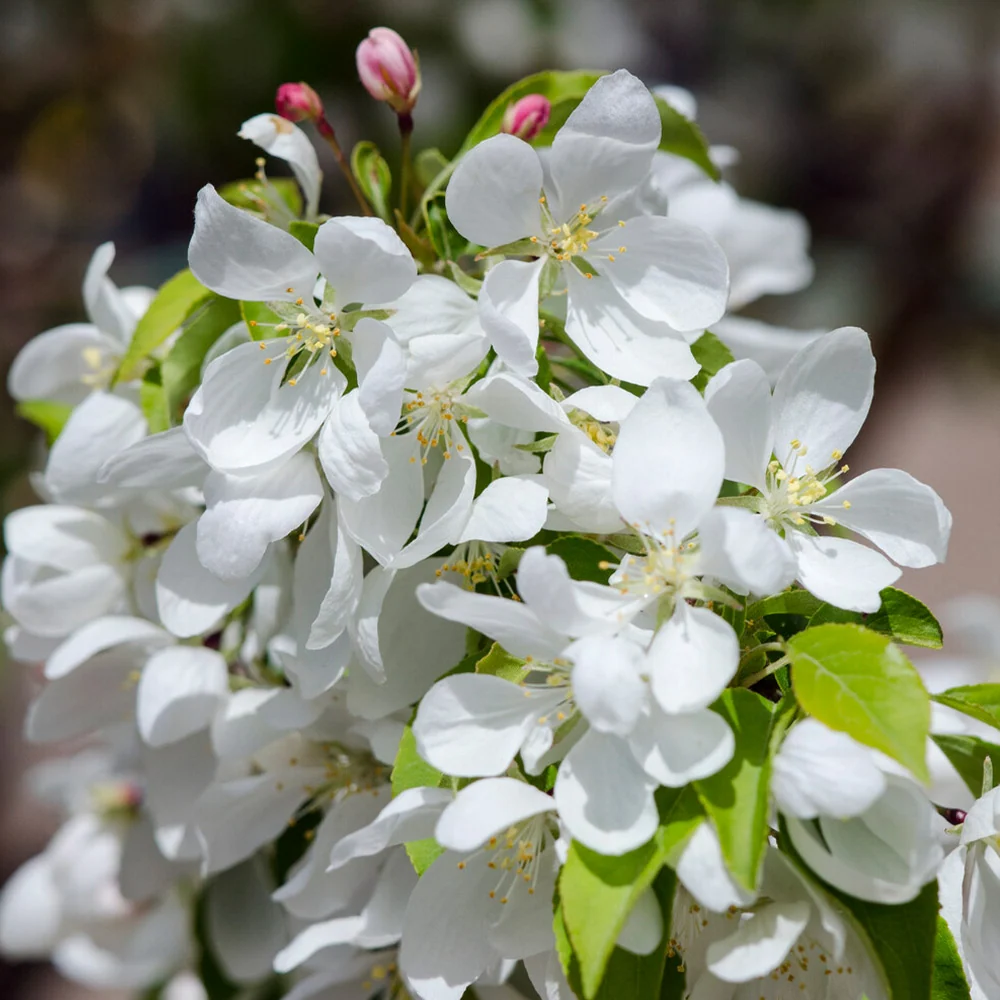 Spring Snow Flowering Crabapple Tree 4 Spring Snow Flowering Crabapple Tree