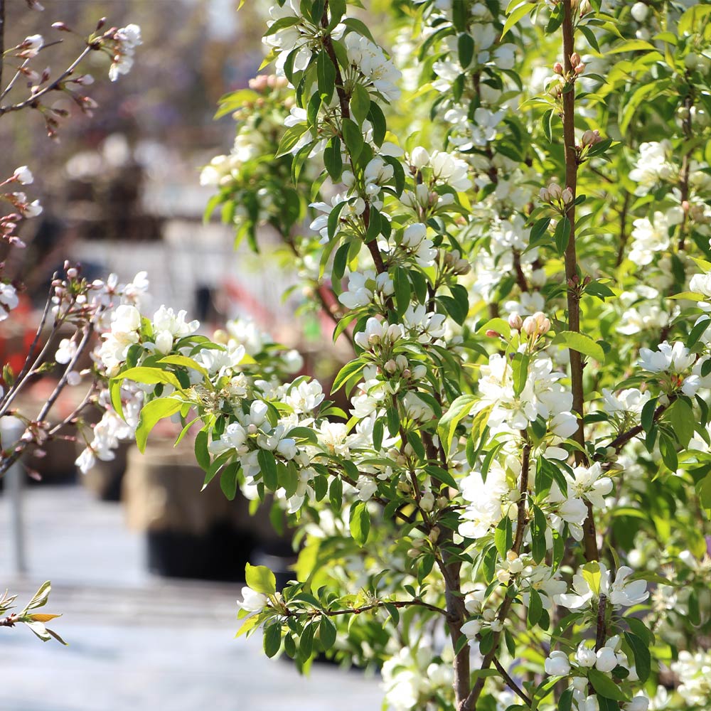 Spring Snow Flowering Crabapple Tree 5 Spring Snow Flowering Crabapple Tree