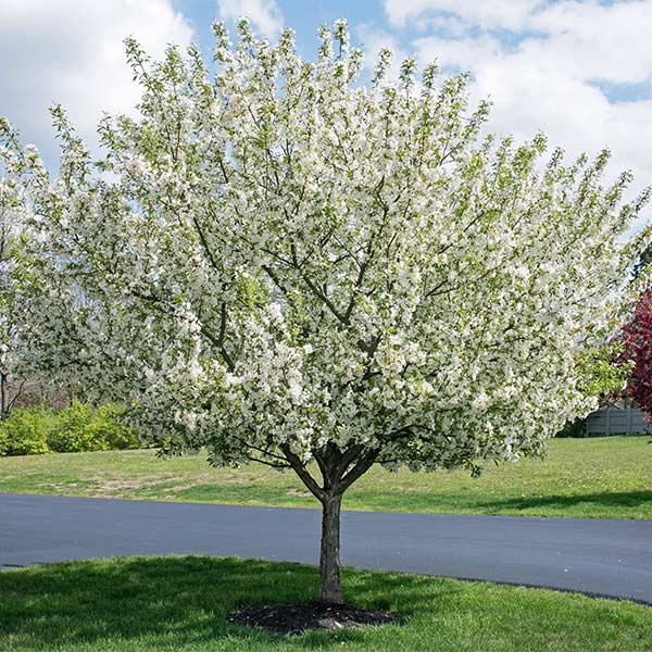 Proven Winners® Sweet Sugar Tyme® Crabapple Tree 1 Proven Winners® Sweet Sugar Tyme® Crabapple Tree