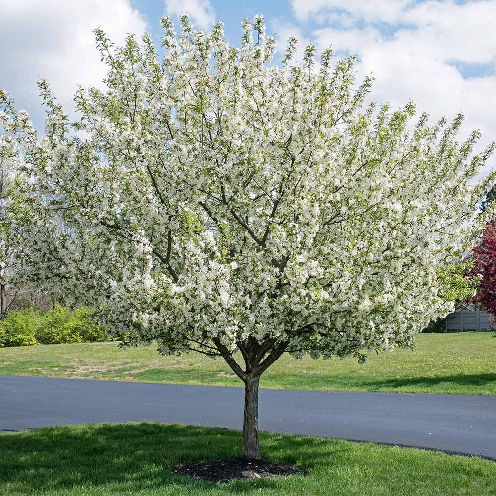 Proven Winners® Sweet Sugar Tyme® Crabapple Tree 2 Proven Winners® Sweet Sugar Tyme® Crabapple Tree