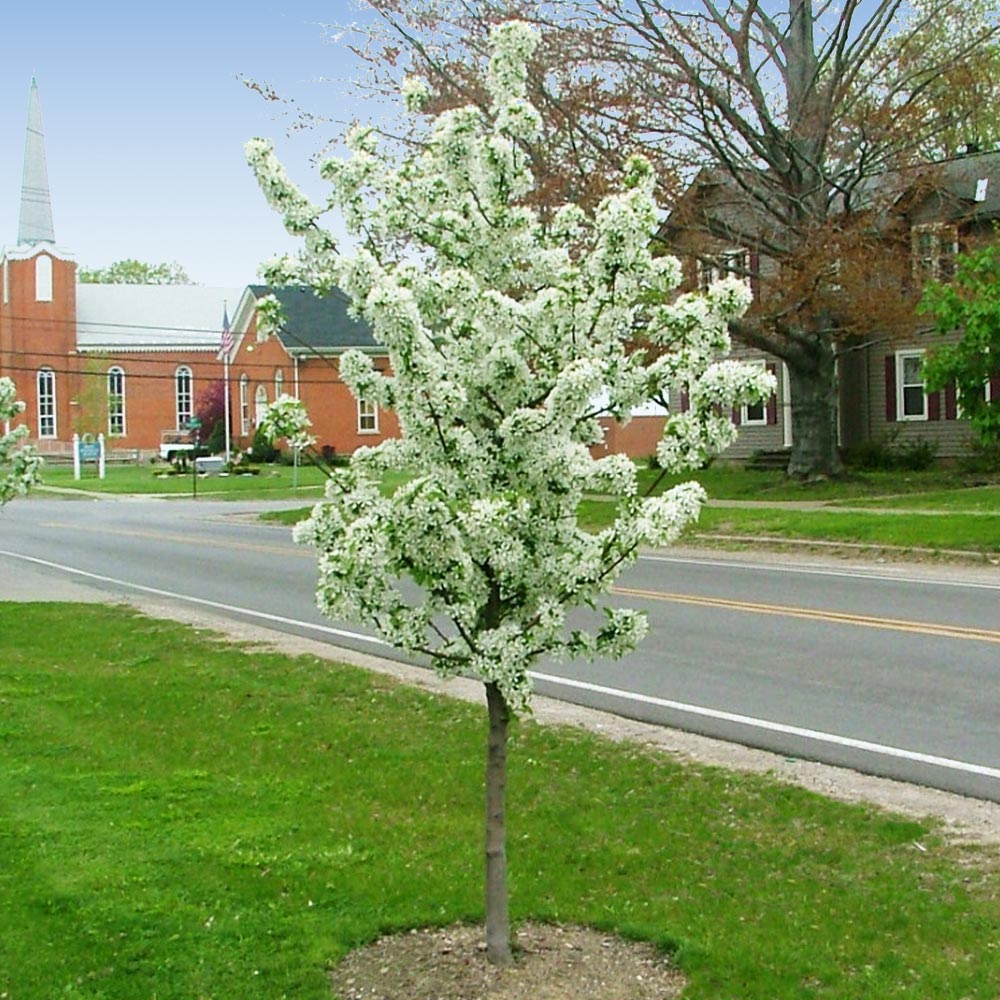 Proven Winners® Sweet Sugar Tyme® Crabapple Tree 3 Proven Winners® Sweet Sugar Tyme® Crabapple Tree
