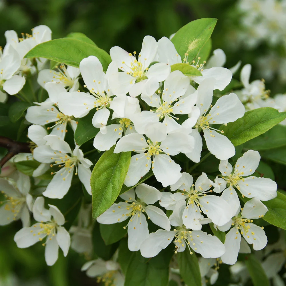 Proven Winners® Sweet Sugar Tyme® Crabapple Tree 5 Proven Winners® Sweet Sugar Tyme® Crabapple Tree