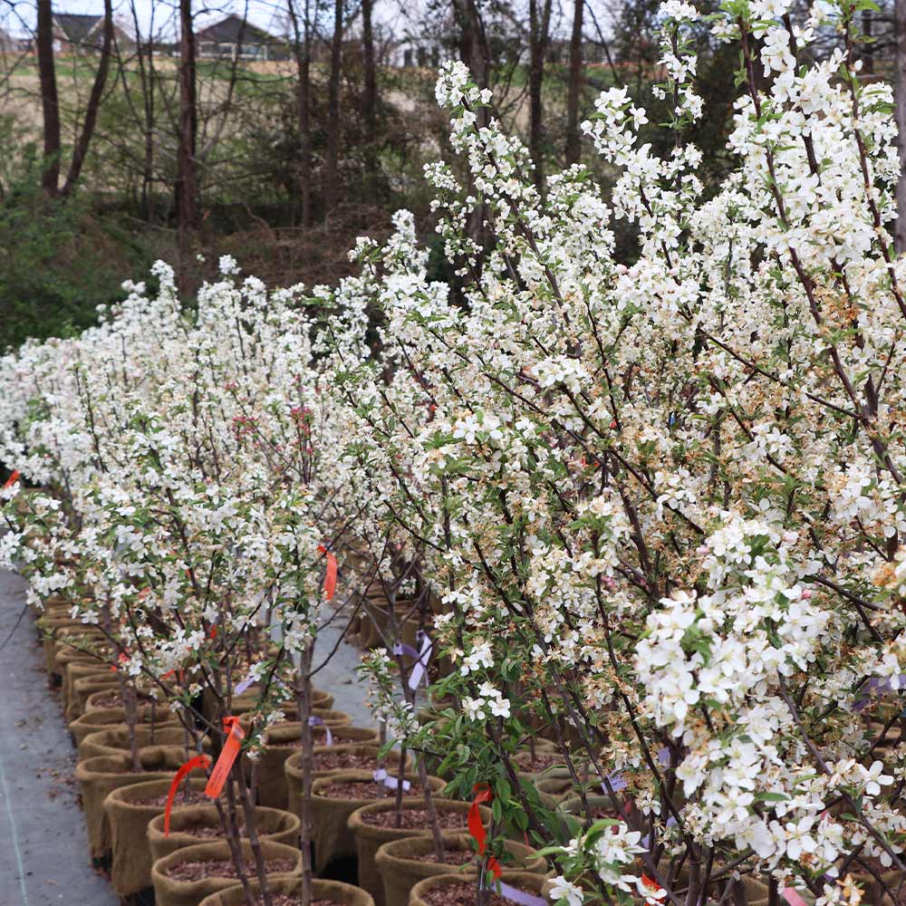 Proven Winners® Sweet Sugar Tyme® Crabapple Tree 7 Proven Winners® Sweet Sugar Tyme® Crabapple Tree