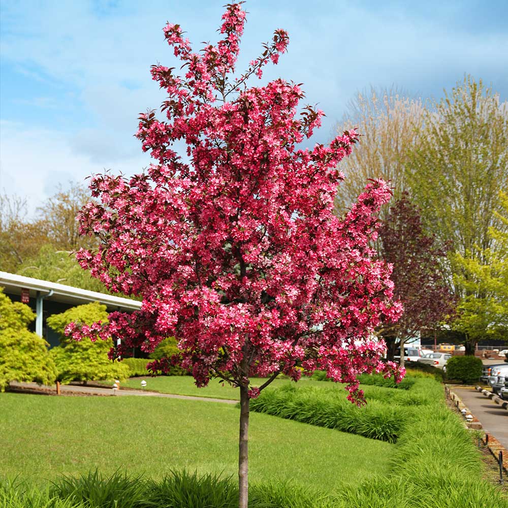 Royal Raindrops® Crabapple Tree 2 Royal Raindrops® Crabapple Tree