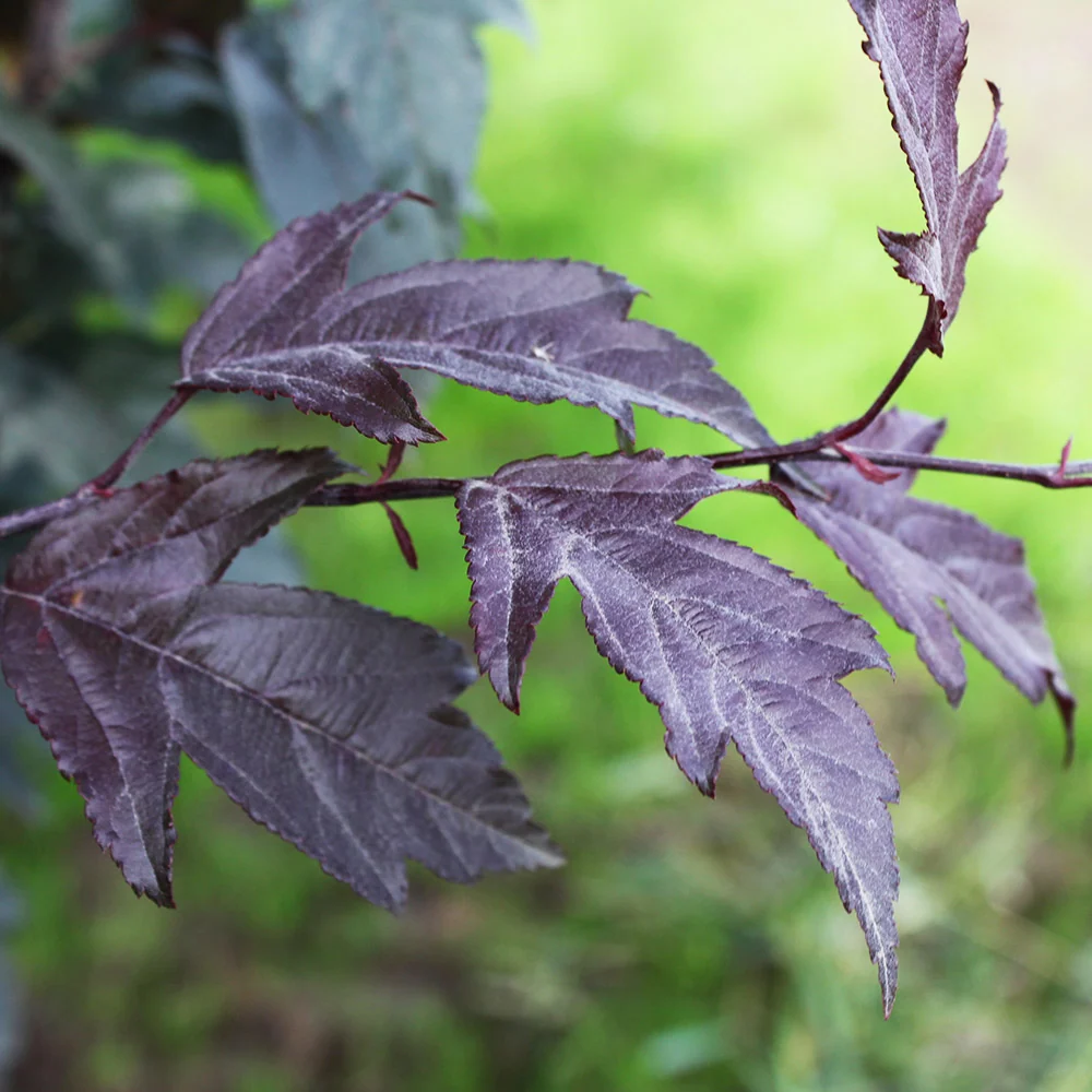 Royal Raindrops® Crabapple Tree 3 Royal Raindrops® Crabapple Tree
