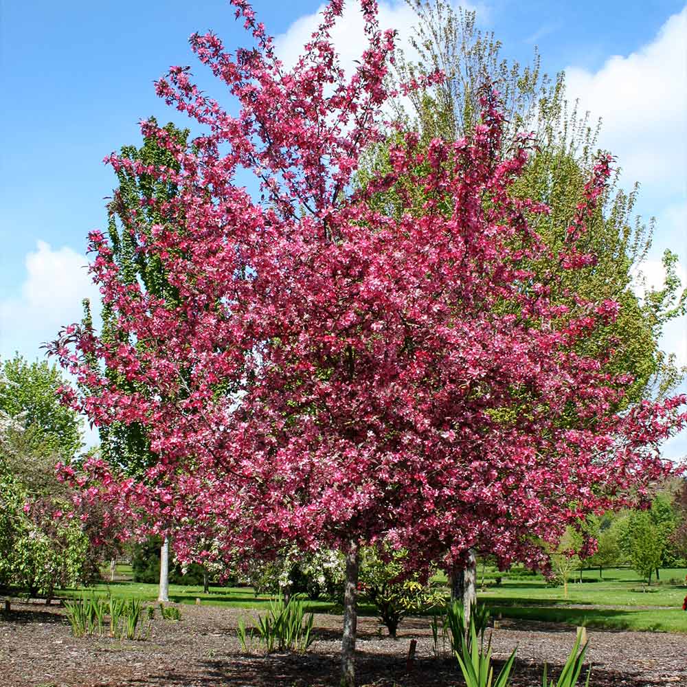 Royal Raindrops® Crabapple Tree 4 Royal Raindrops® Crabapple Tree