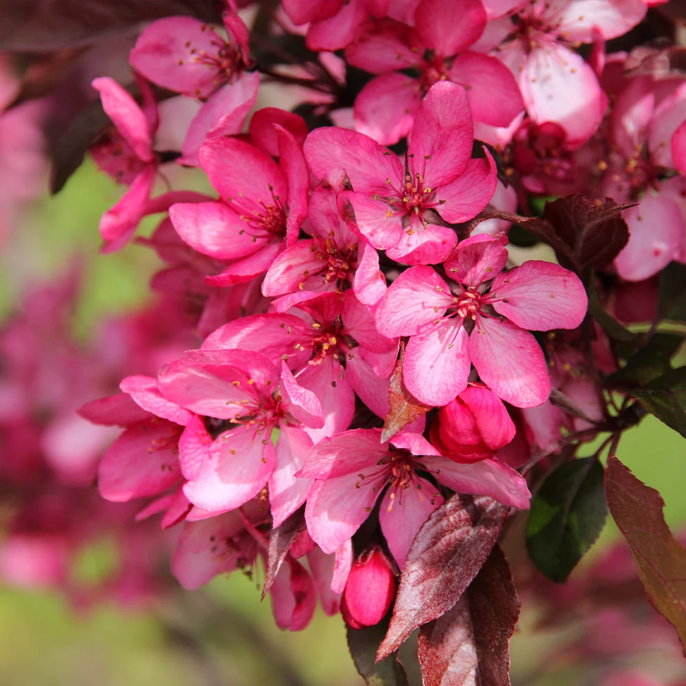 Royal Raindrops® Crabapple Tree 5 Royal Raindrops® Crabapple Tree