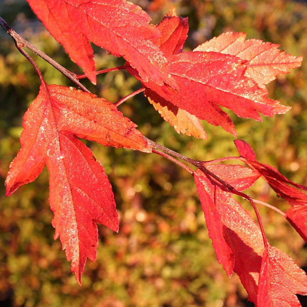 Royal Raindrops® Crabapple Tree 6 Royal Raindrops® Crabapple Tree
