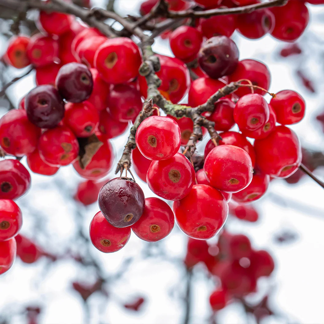 Red Jade Weeping Crabapple Tree 1 Red Jade Weeping Crabapple Tree