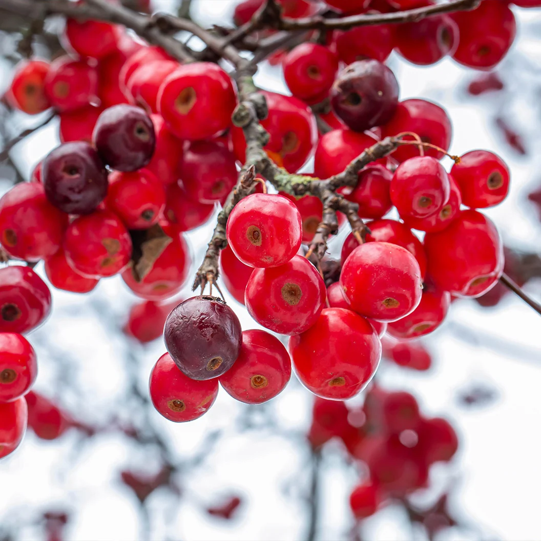 Red Jade Weeping Crabapple Tree 2 Red Jade Weeping Crabapple Tree
