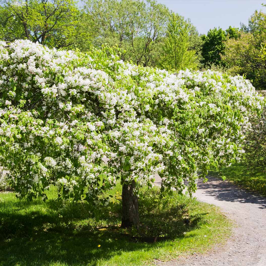 Red Jade Weeping Crabapple Tree 3 Red Jade Weeping Crabapple Tree