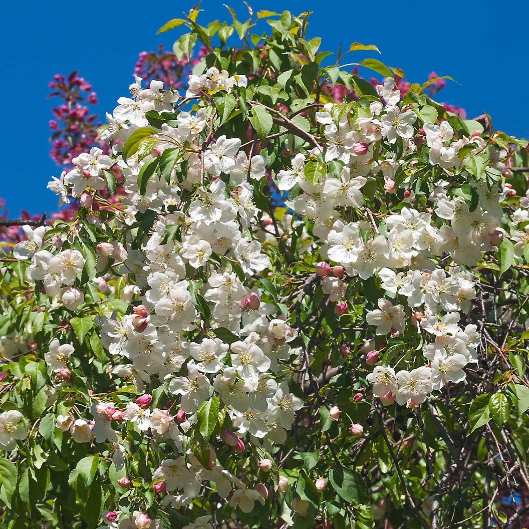 Red Jade Weeping Crabapple Tree 4 Red Jade Weeping Crabapple Tree