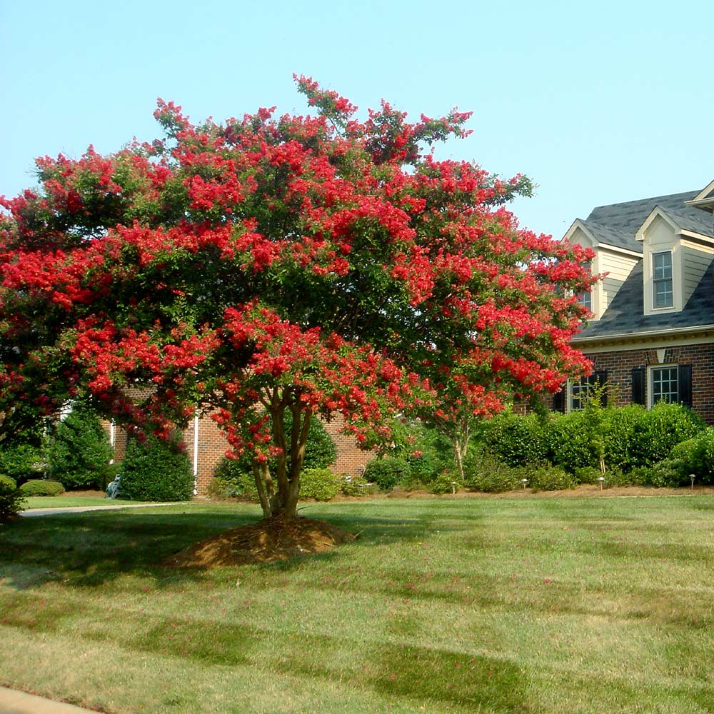 Dynamite Crape Myrtle Tree 2 Dynamite Crape Myrtle Tree