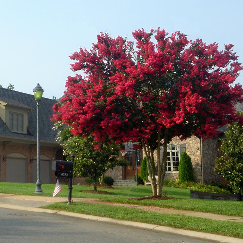 Dynamite Crape Myrtle Tree 3 Dynamite Crape Myrtle Tree