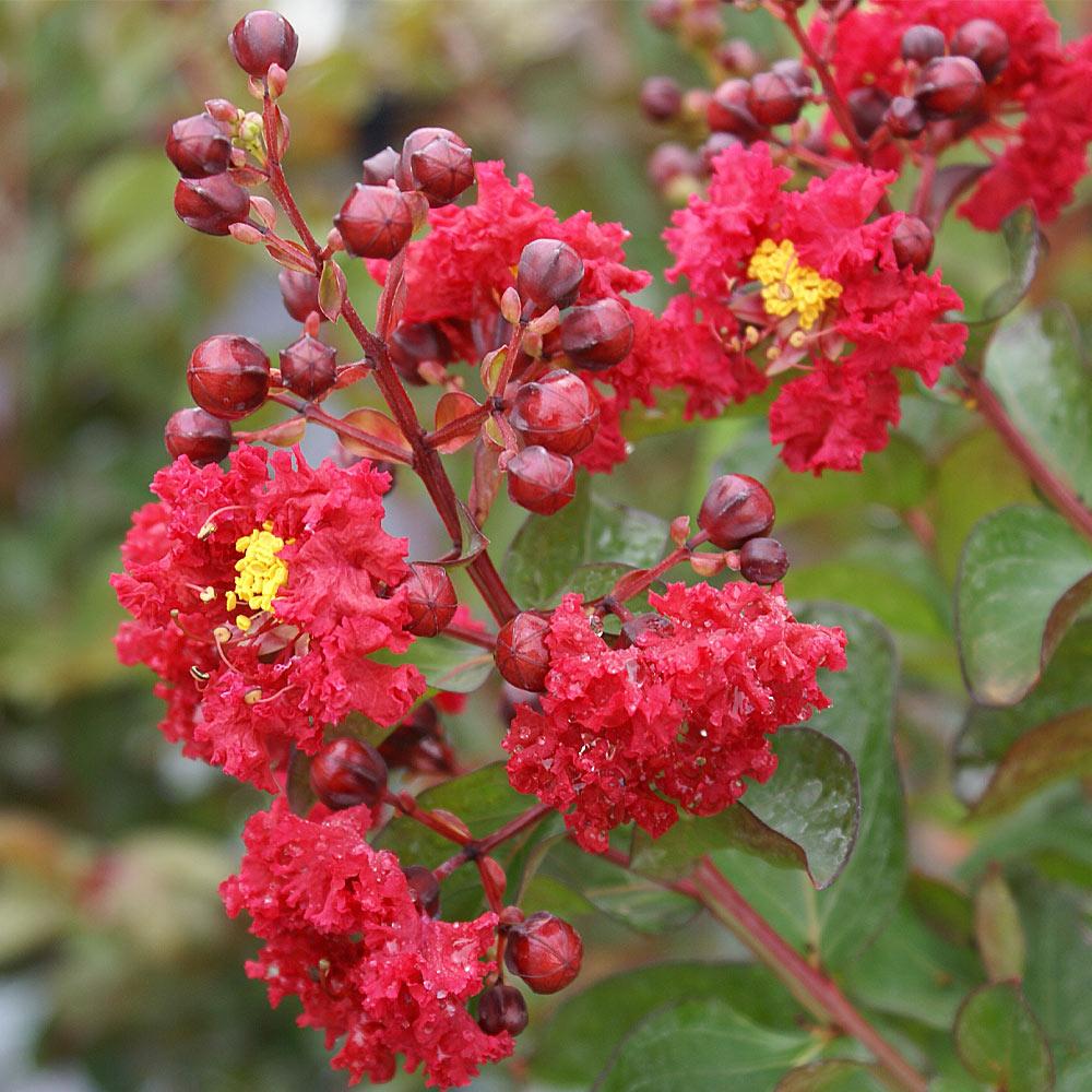 Dynamite Crape Myrtle Tree 4 Dynamite Crape Myrtle Tree