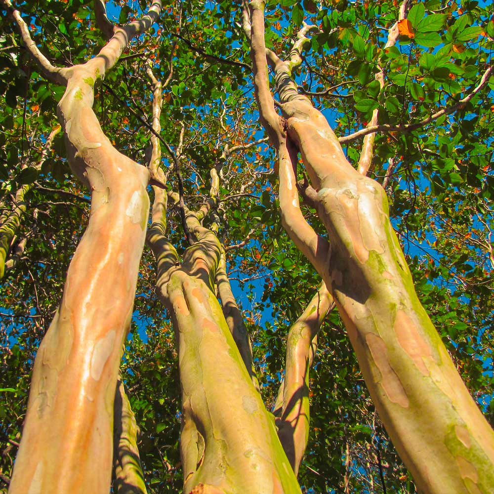 Dynamite Crape Myrtle Tree 5 Dynamite Crape Myrtle Tree