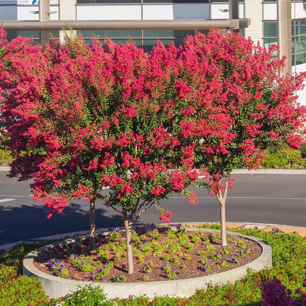 Dynamite Crape Myrtle Tree 6 Dynamite Crape Myrtle Tree