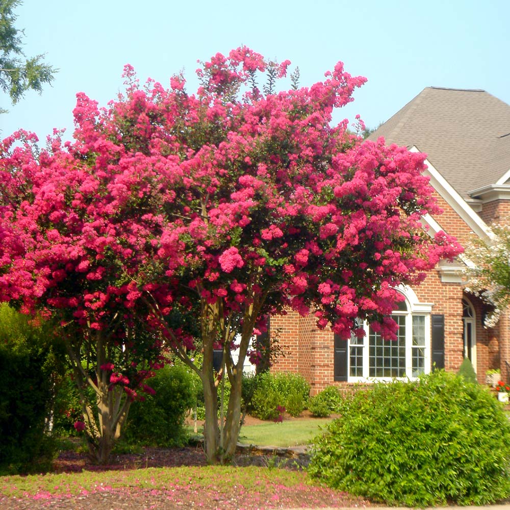 Tonto Crape Myrtle Tree 2 Tonto Crape Myrtle Tree