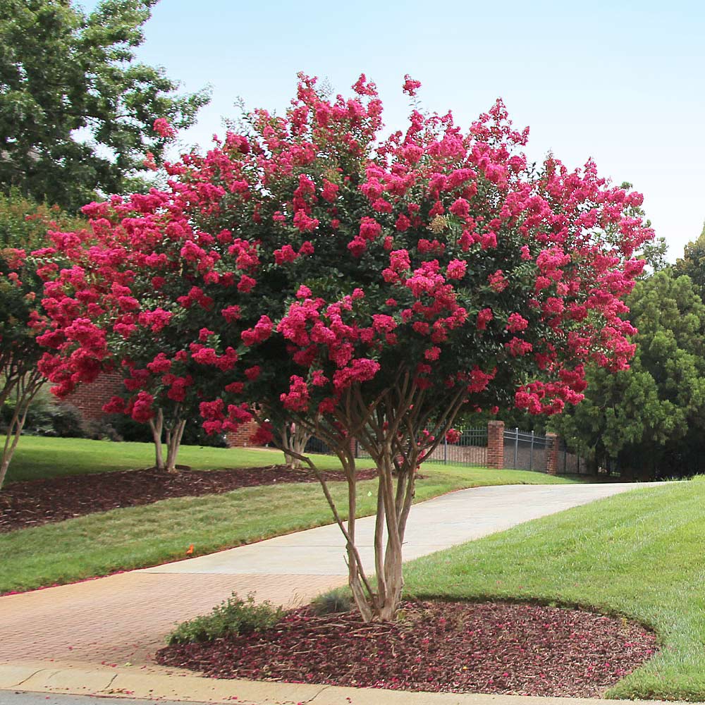 Tonto Crape Myrtle Tree 3 Tonto Crape Myrtle Tree