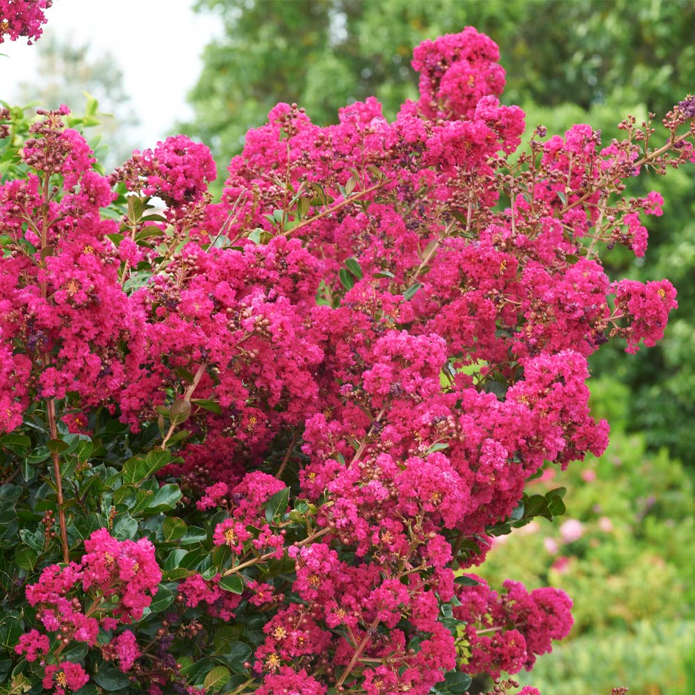 Tonto Crape Myrtle Tree 4 Tonto Crape Myrtle Tree