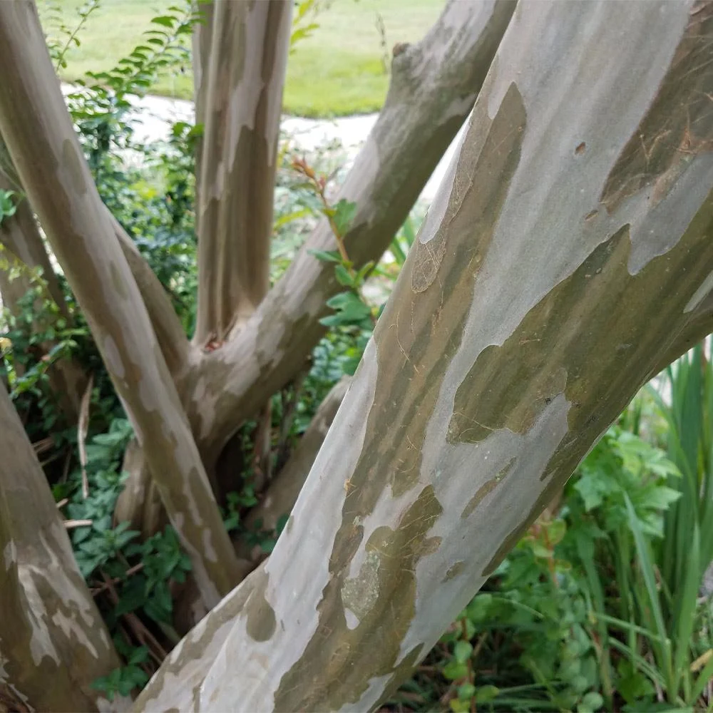 Tonto Crape Myrtle Tree 5 Tonto Crape Myrtle Tree