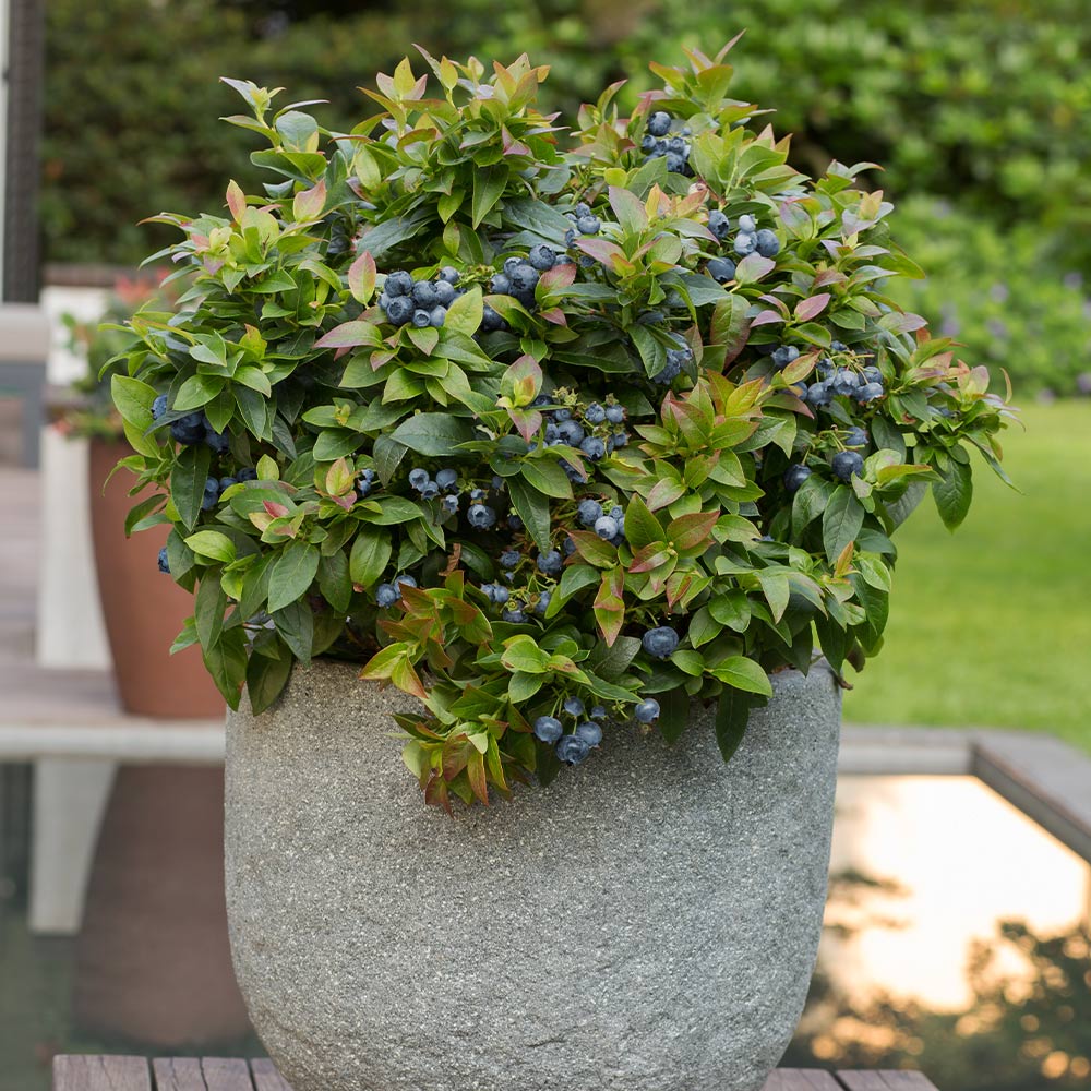 Bushel and Berry® Jelly Bean® Blueberry Bush 2 Bushel and Berry® Jelly Bean® Blueberry Bush