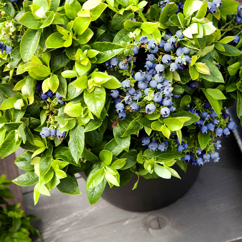 Bushel and Berry® Jelly Bean® Blueberry Bush 3 Bushel and Berry® Jelly Bean® Blueberry Bush