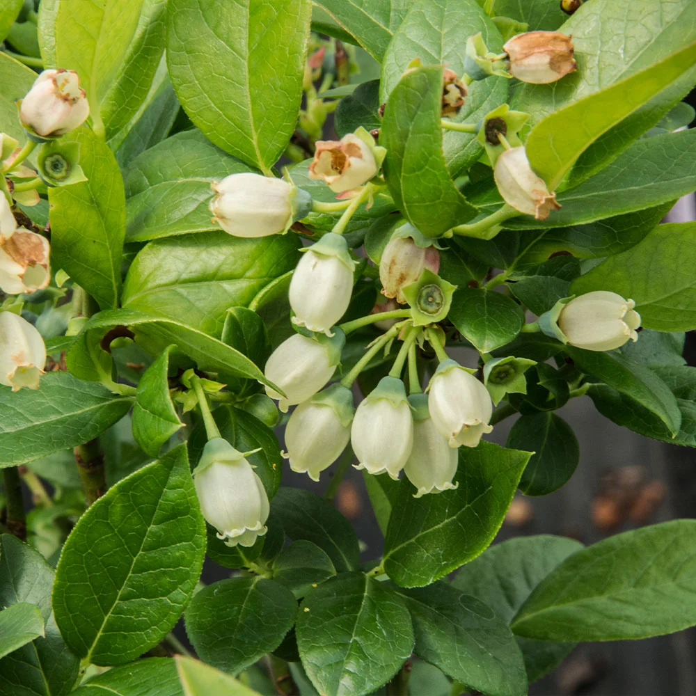 Bushel and Berry® Jelly Bean® Blueberry Bush 5 Bushel and Berry® Jelly Bean® Blueberry Bush