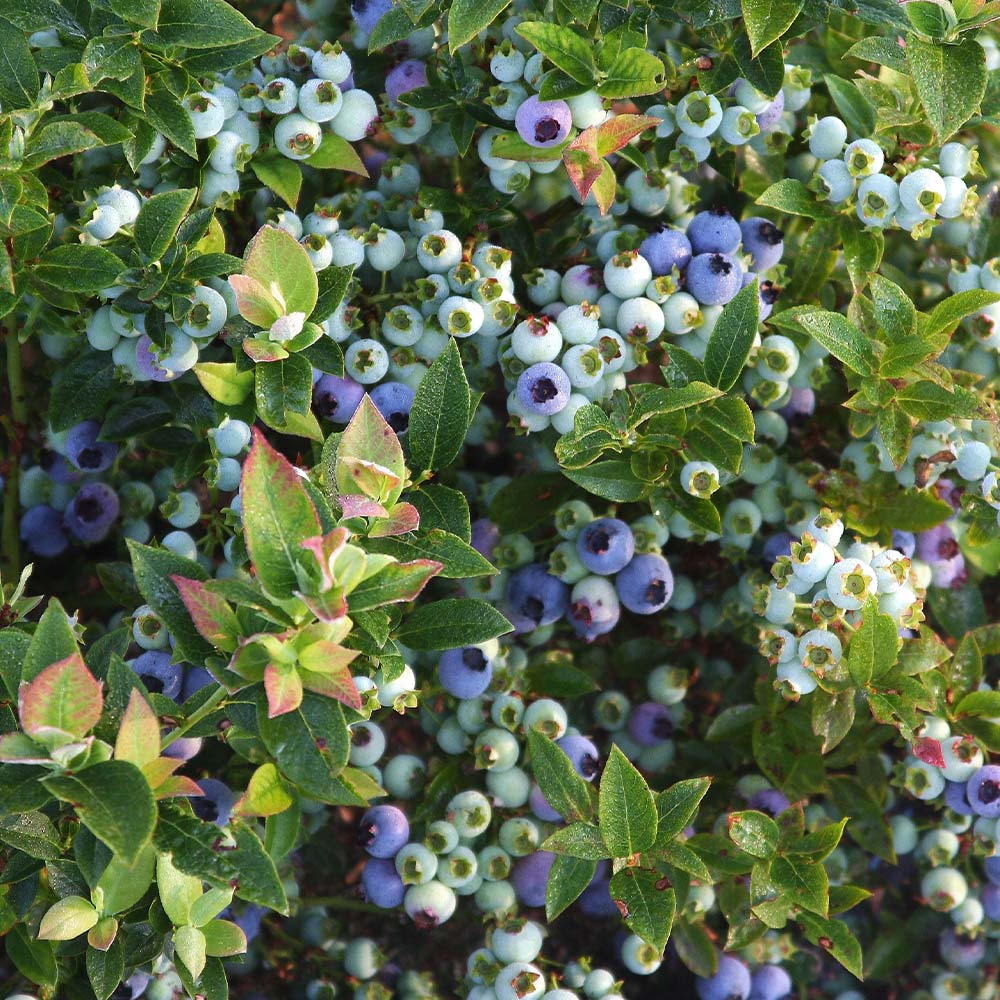 Bushel and Berry® Jelly Bean® Blueberry Bush 6 Bushel and Berry® Jelly Bean® Blueberry Bush