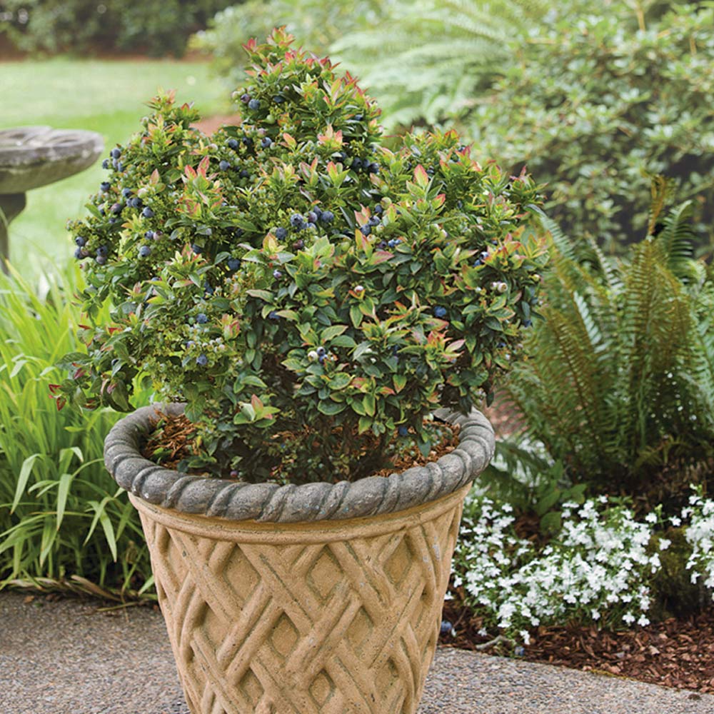 Bushel and Berry® Jelly Bean® Blueberry Bush 7 Bushel and Berry® Jelly Bean® Blueberry Bush