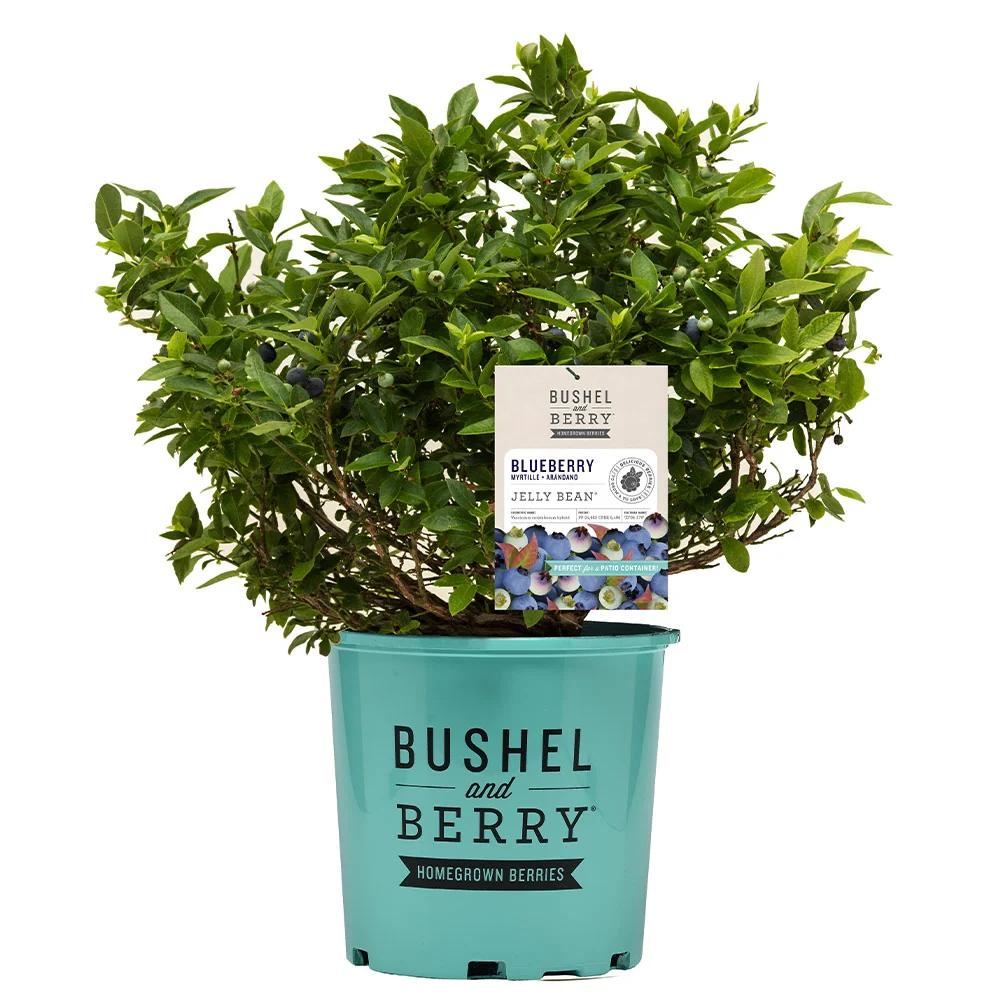 Bushel and Berry® Jelly Bean® Blueberry Bush 8 Bushel and Berry® Jelly Bean® Blueberry Bush