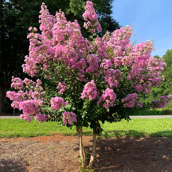 Hopi Crape Myrtle Tree