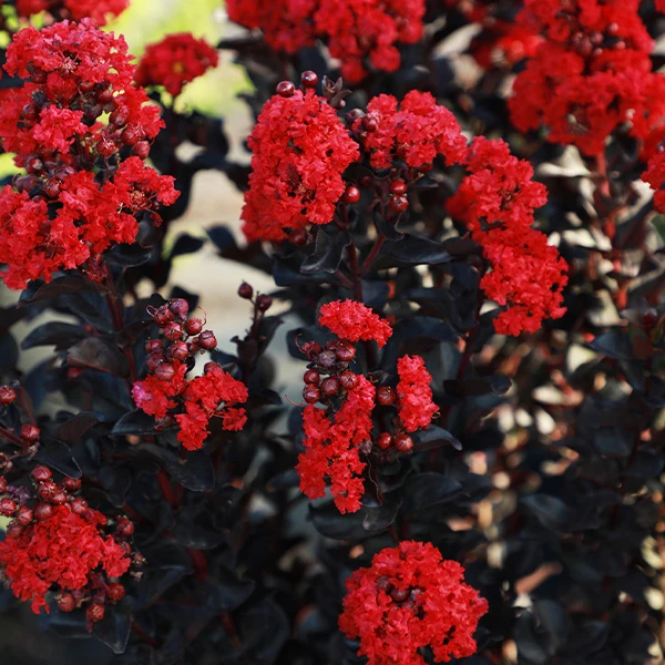 Black Diamond® Radiant Red Crape Myrtle Tree