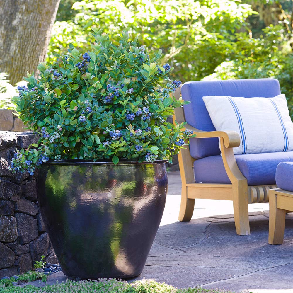 Bushel and Berry® Peach Sorbet™ Blueberry Bush 2 Bushel and Berry® Peach Sorbet™ Blueberry Bush
