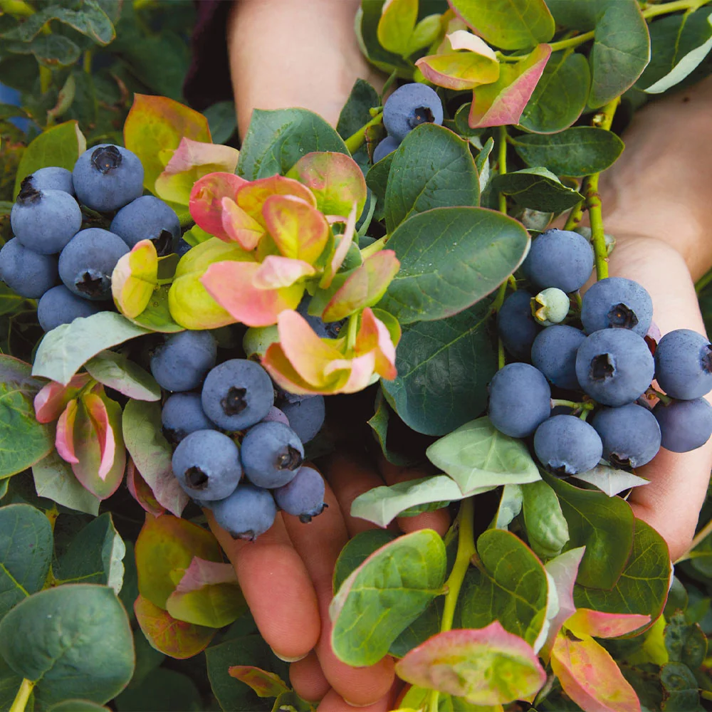 Bushel and Berry® Peach Sorbet™ Blueberry Bush 3 Bushel and Berry® Peach Sorbet™ Blueberry Bush