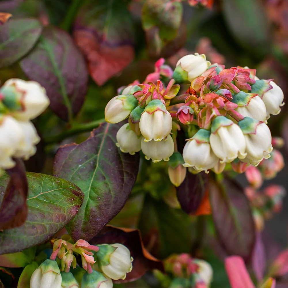 Bushel and Berry® Peach Sorbet™ Blueberry Bush 5 Bushel and Berry® Peach Sorbet™ Blueberry Bush