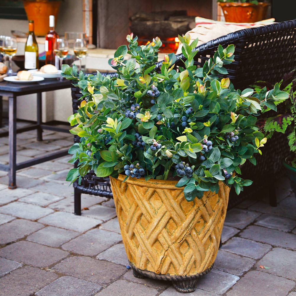 Bushel and Berry® Peach Sorbet™ Blueberry Bush 6 Bushel and Berry® Peach Sorbet™ Blueberry Bush