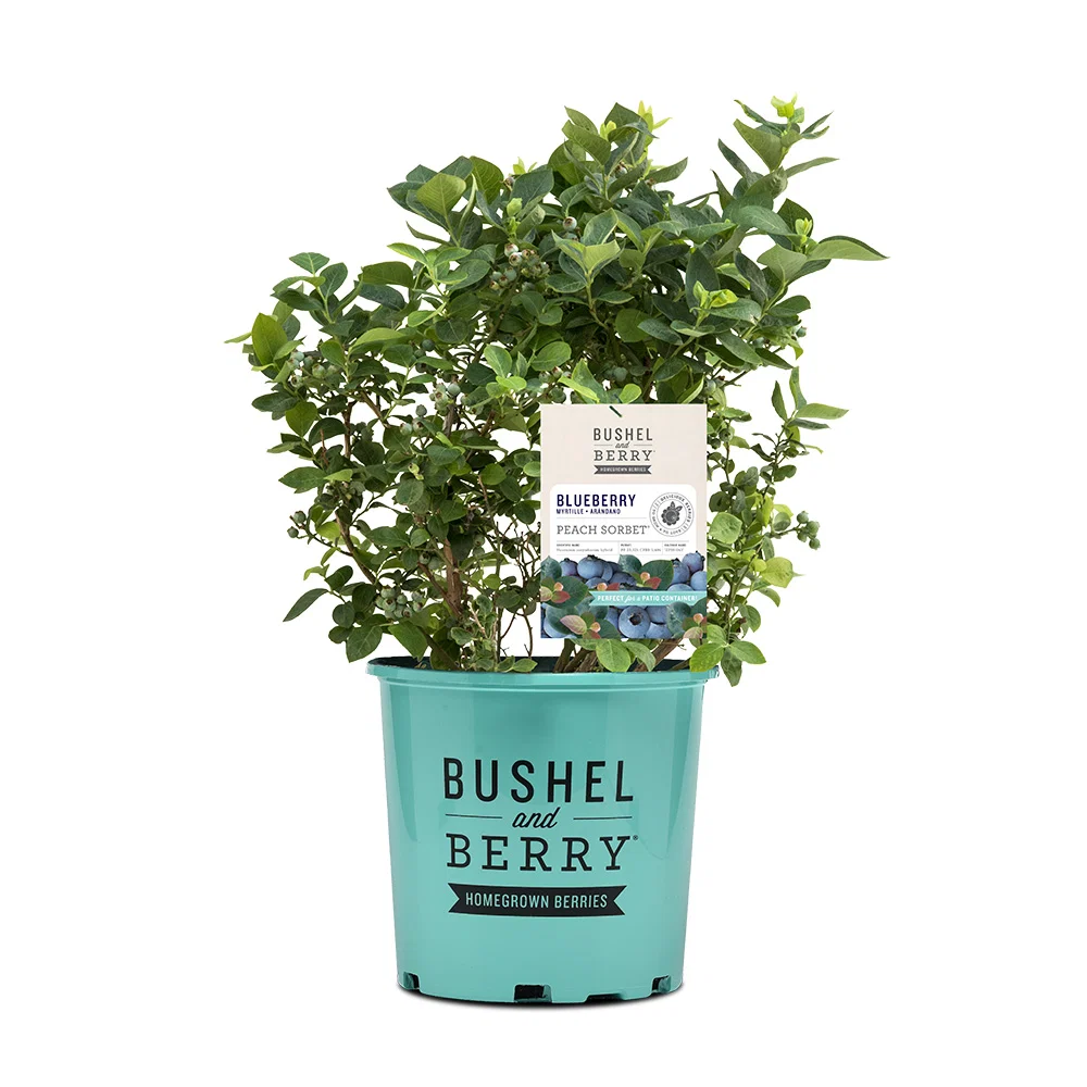 Bushel and Berry® Peach Sorbet™ Blueberry Bush 7 Bushel and Berry® Peach Sorbet™ Blueberry Bush