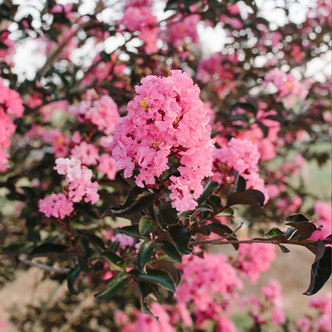 First Editions® Twilight Magic™ Crape Myrtle Tree