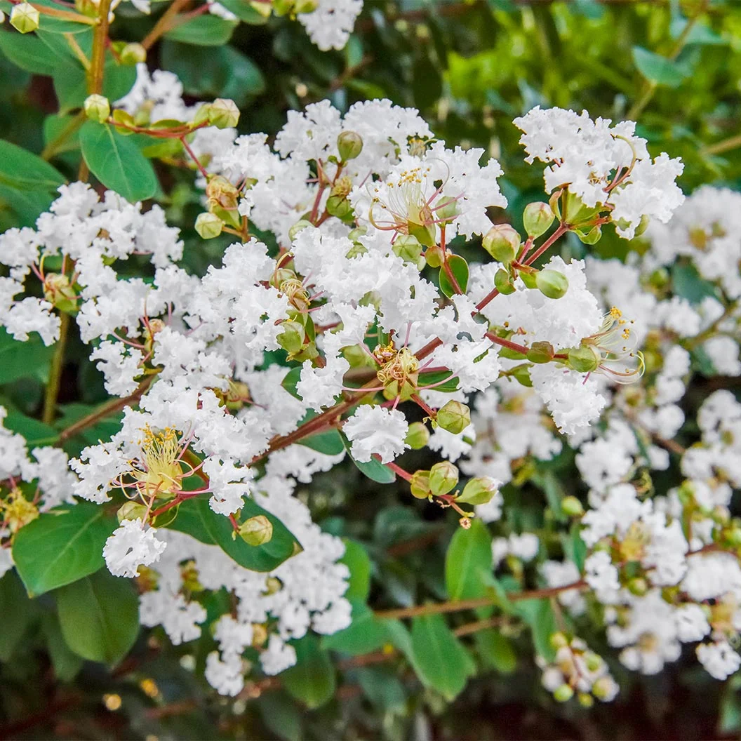 Colorama™ Pearl Crape Myrtle Tree 1 Colorama™ Pearl Crape Myrtle Tree