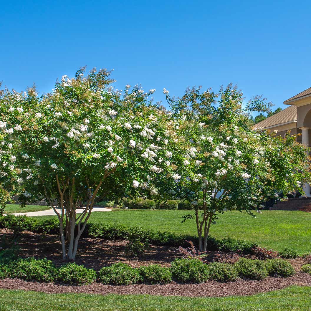 Colorama™ Pearl Crape Myrtle Tree 3 Colorama™ Pearl Crape Myrtle Tree