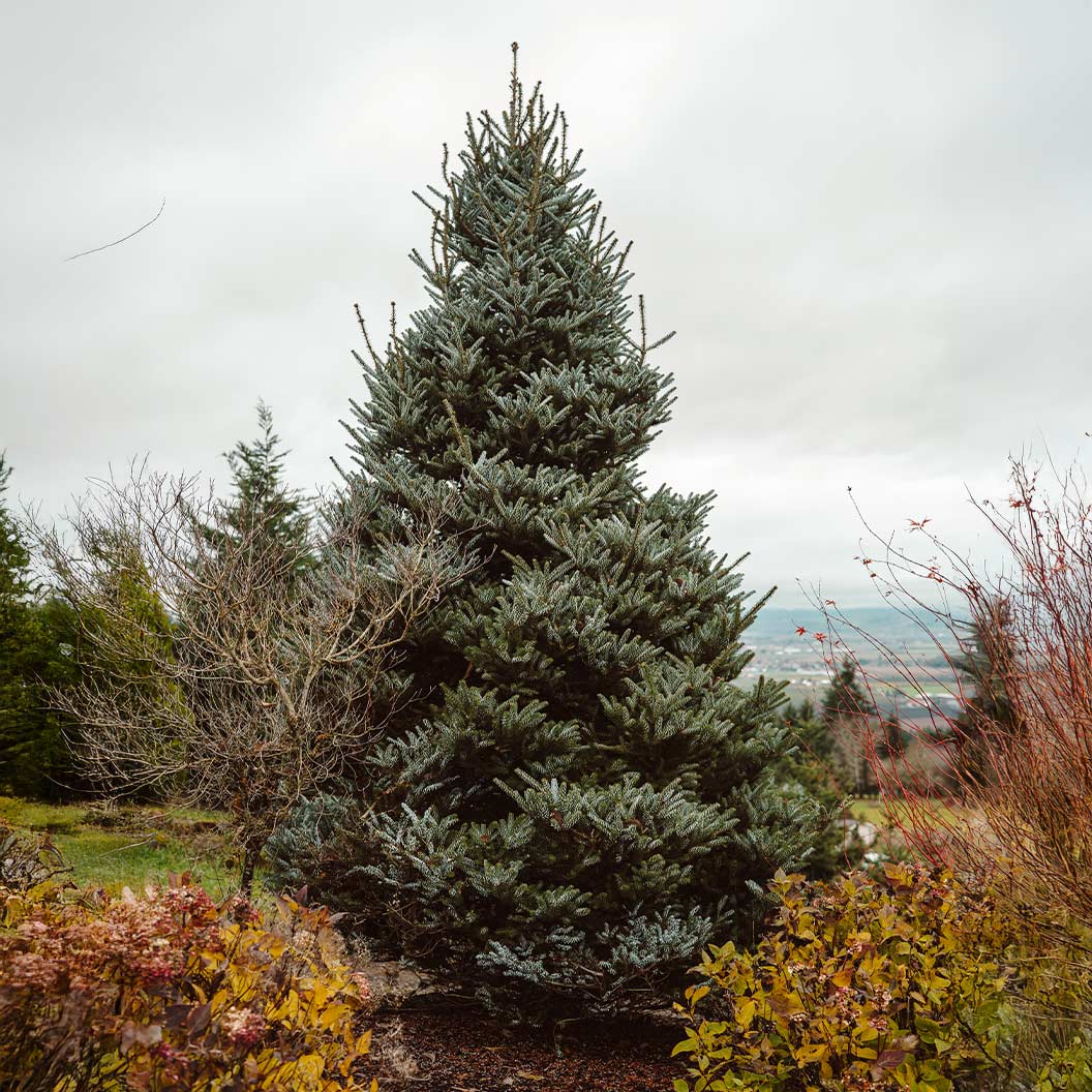 Horstmann's Silberlocke Korean Fir Tree 2 Horstmann's Silberlocke Korean Fir Tree