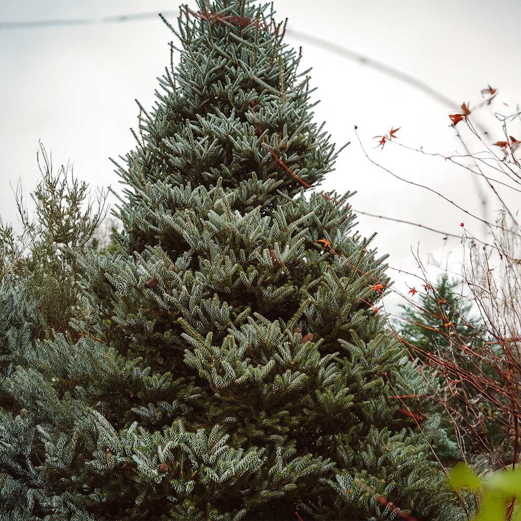 Horstmann's Silberlocke Korean Fir Tree 3 Horstmann's Silberlocke Korean Fir Tree