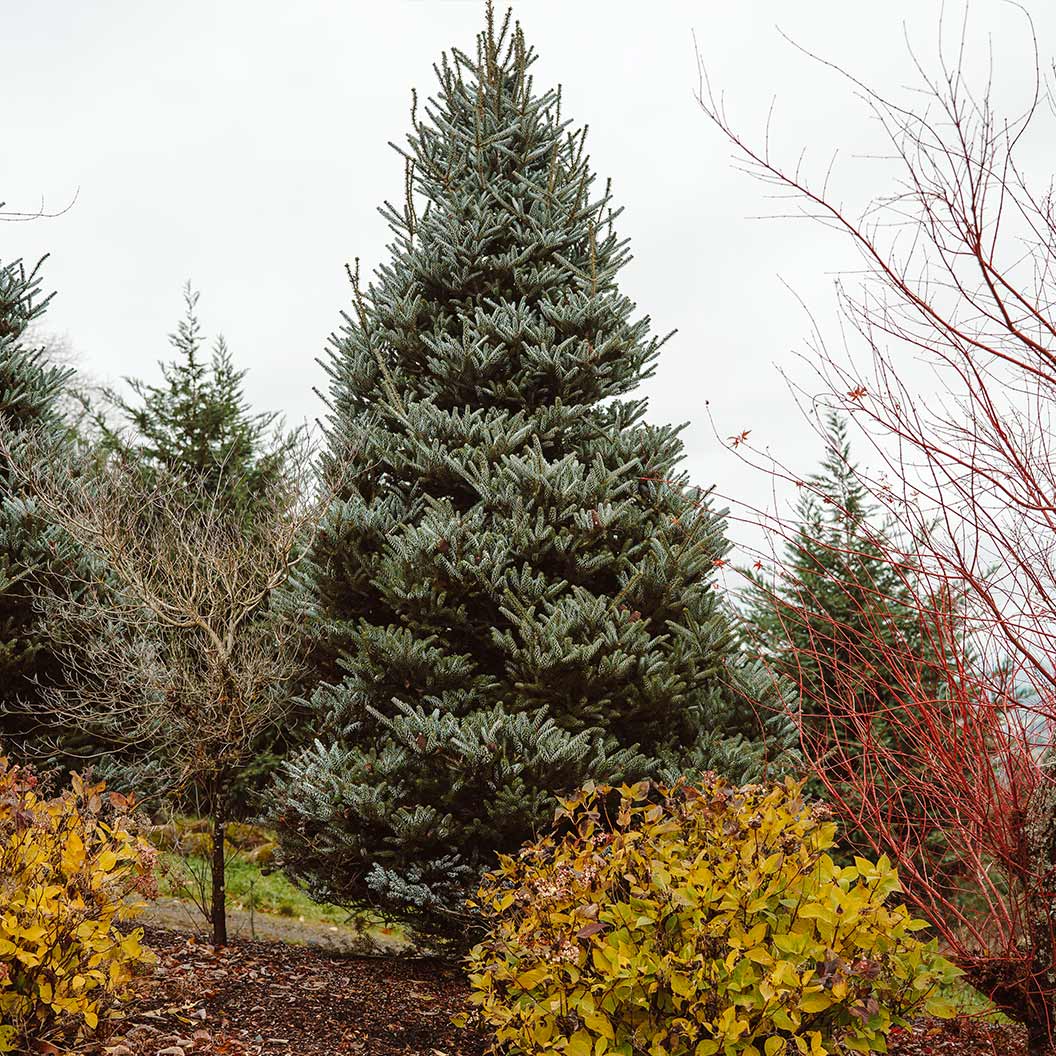 Horstmann's Silberlocke Korean Fir Tree 4 Horstmann's Silberlocke Korean Fir Tree