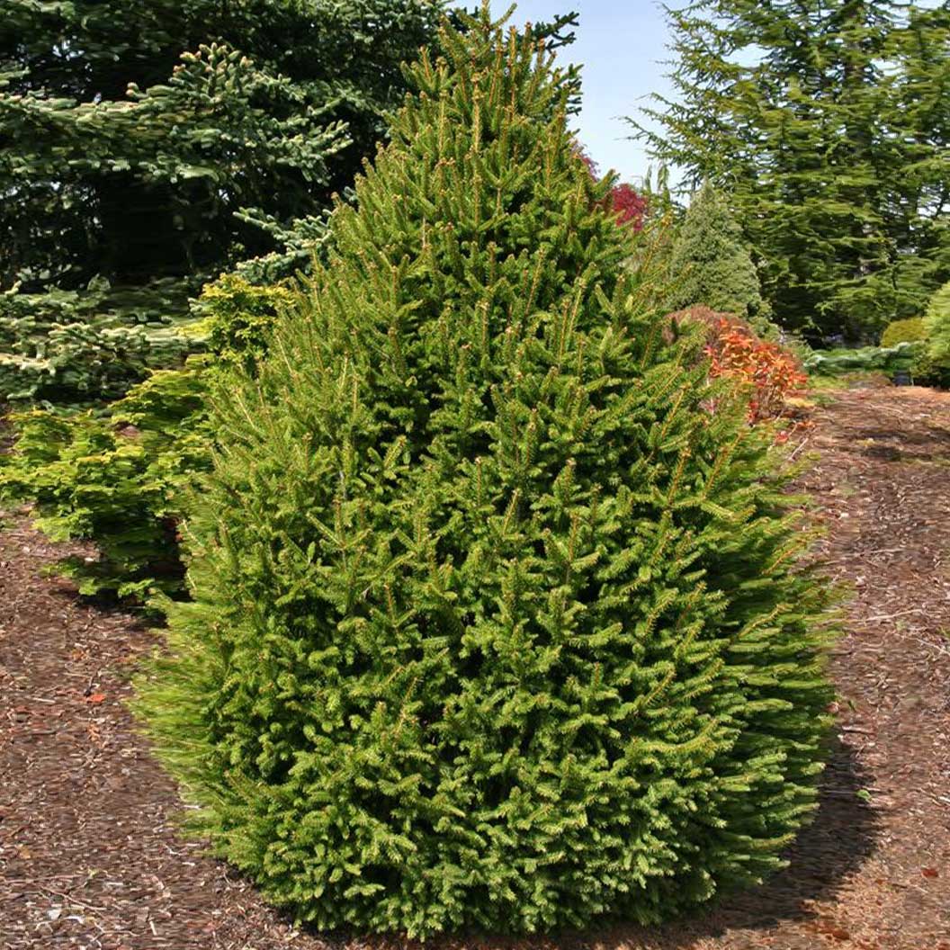 Sherwood Compact Norway Spruce Tree 2 Sherwood Compact Norway Spruce Tree