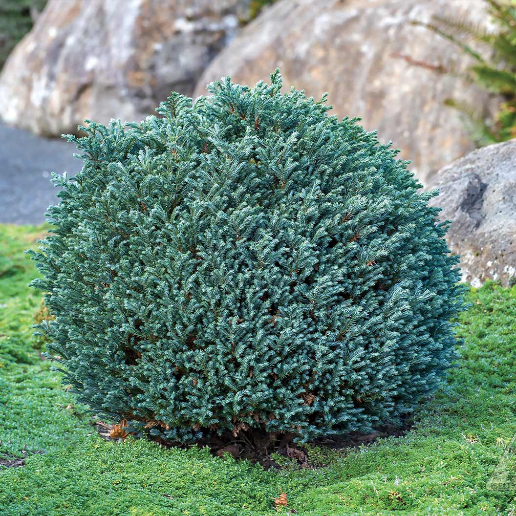 Iseli® Blue Moon Sawara Cypress Shrub 2 Iseli® Blue Moon Sawara Cypress Shrub