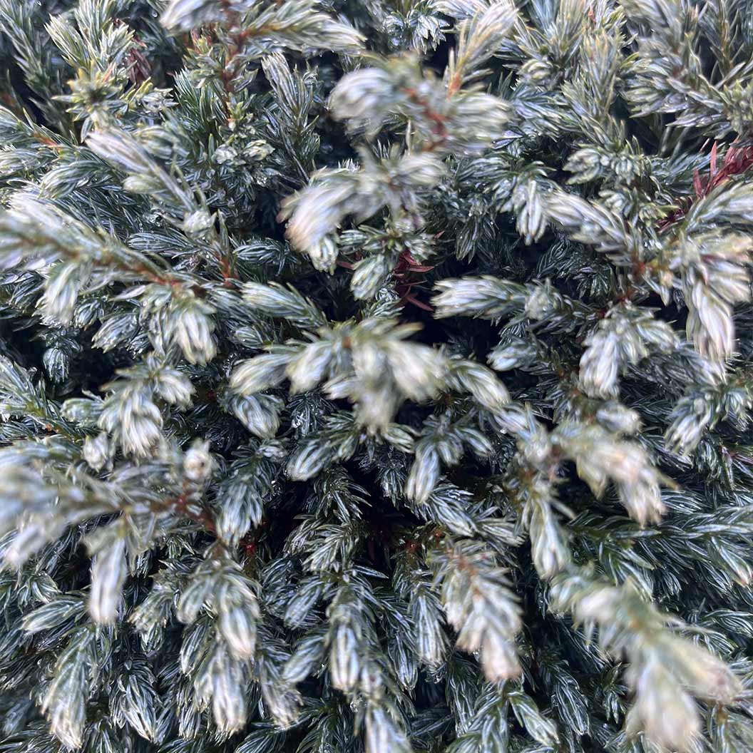 Iseli® Blue Moon Sawara Cypress Shrub 3 Iseli® Blue Moon Sawara Cypress Shrub