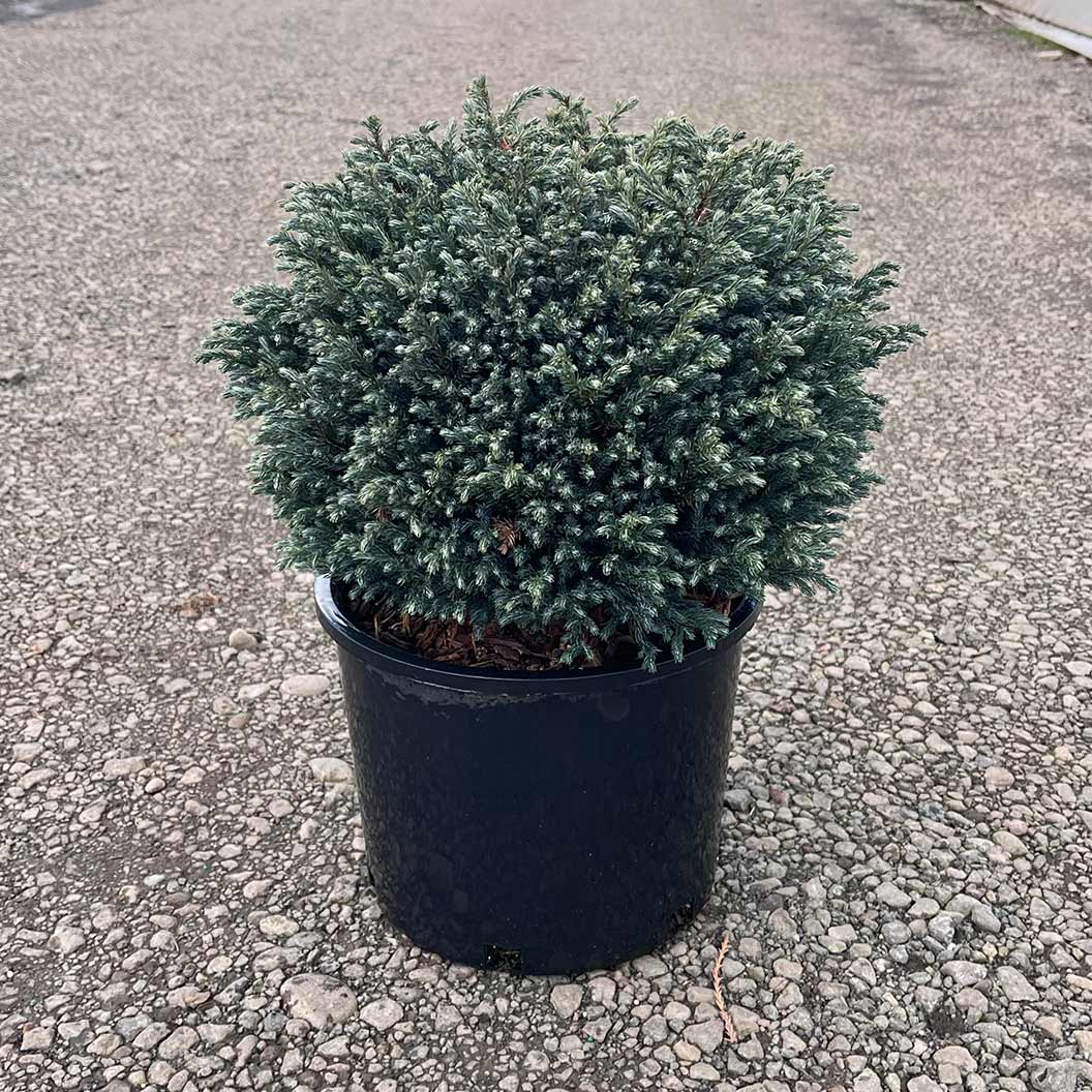 Iseli® Blue Moon Sawara Cypress Shrub 4 Iseli® Blue Moon Sawara Cypress Shrub